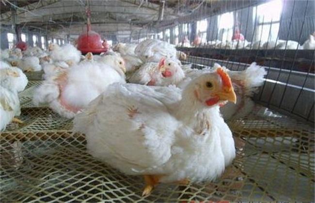 肉毛鸡价格最新行情走势