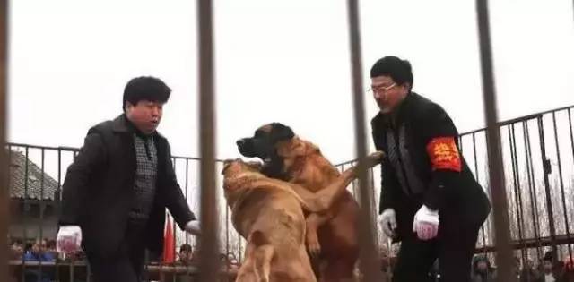 最新世界斗狗大赛视频